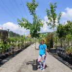 Javor červený (Acer rubrum) ´SOMERSET´® - výška 350-380 cm, obvod kmeňa 6/8 cm, kont. C18L